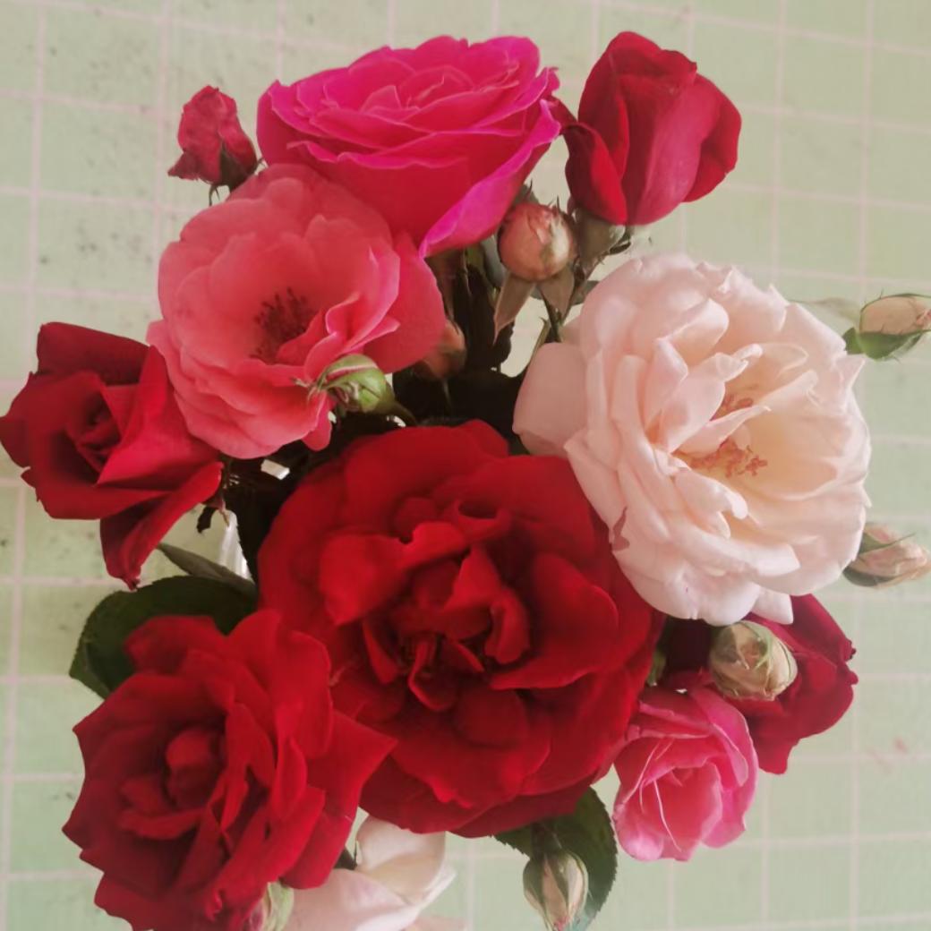 🌺🌹铿锵玫瑰！ 🌹🌺