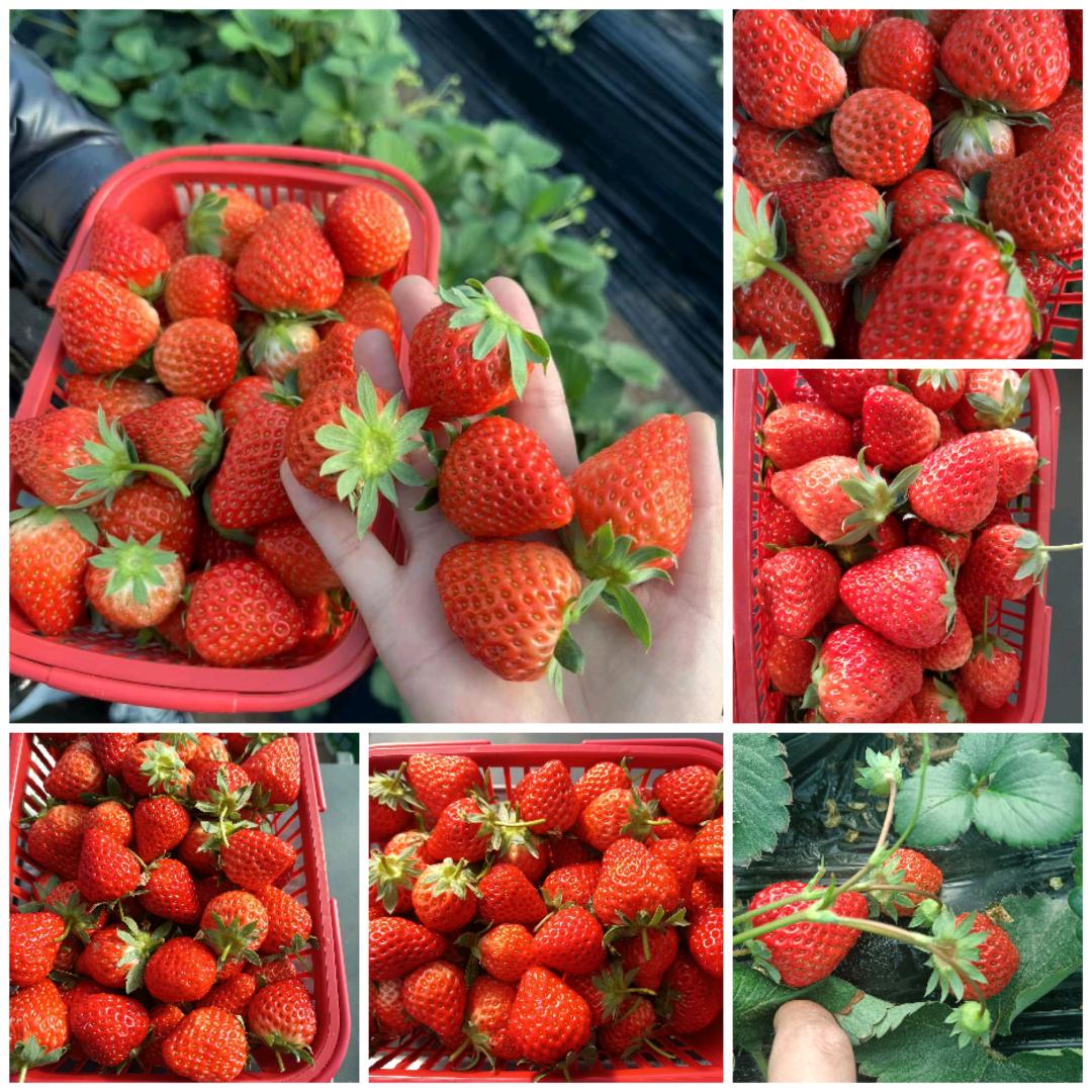 石板沟小婷草莓园