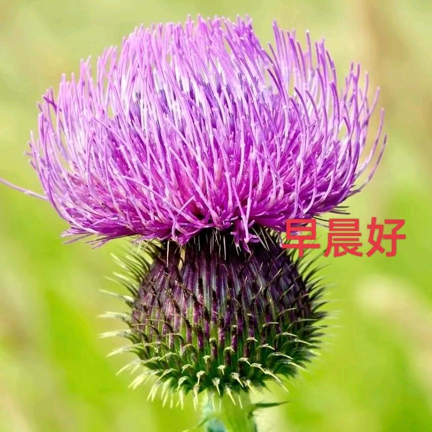 雨中彩虹