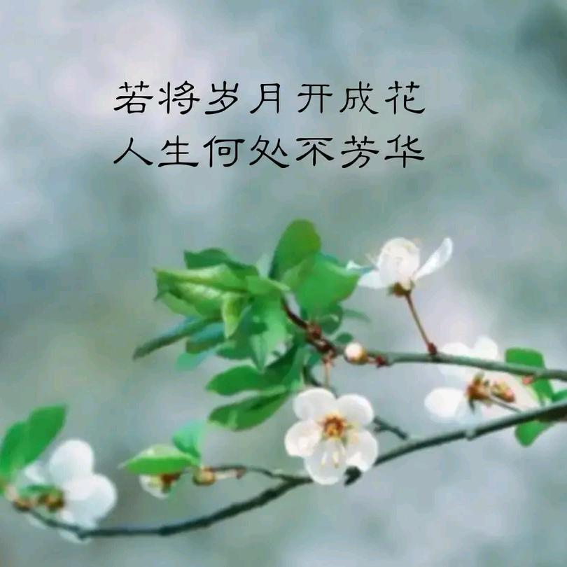 富妈 (首播)