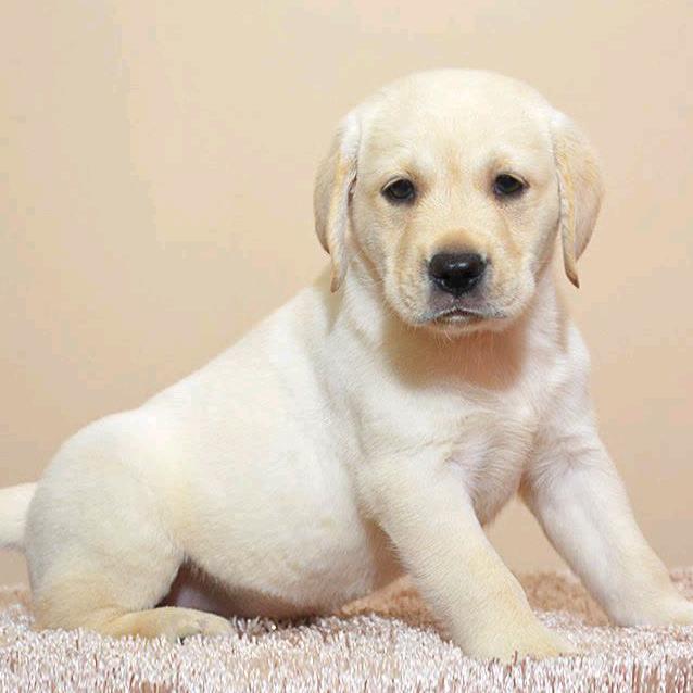 L哈哈🐕宠物乐园