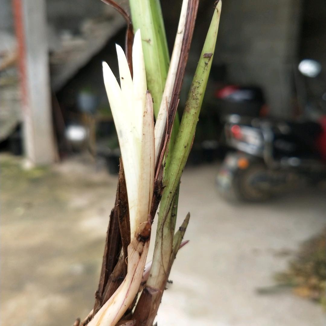 我爱兰花