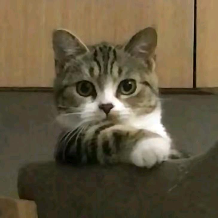 baicha