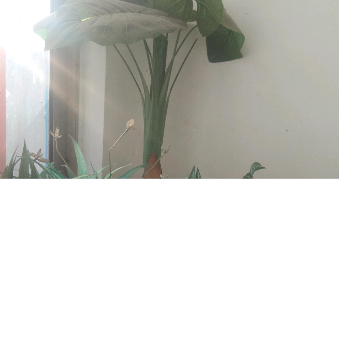 张老张