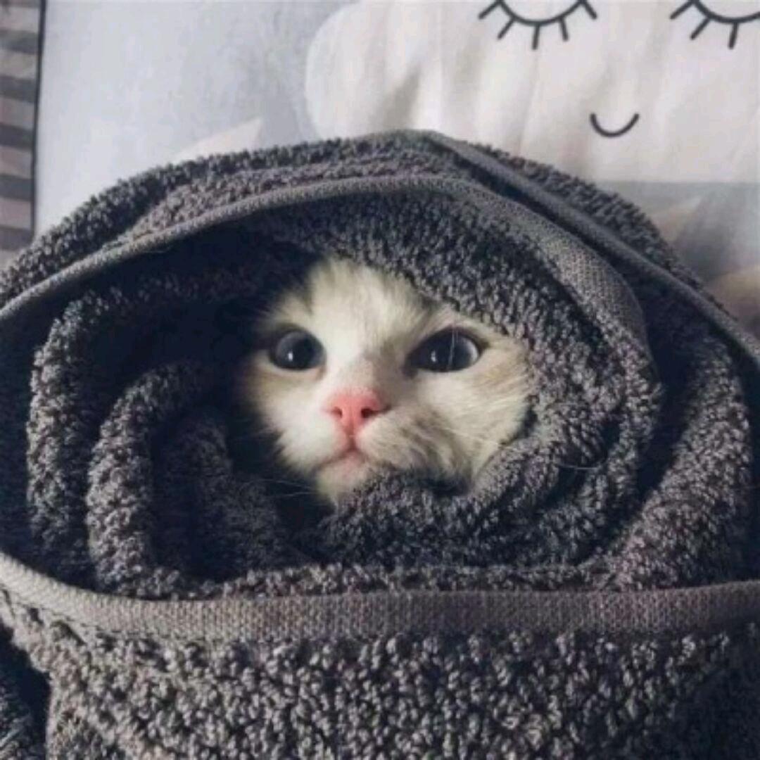 Vex小海