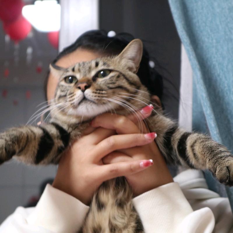 胖宝是只猫