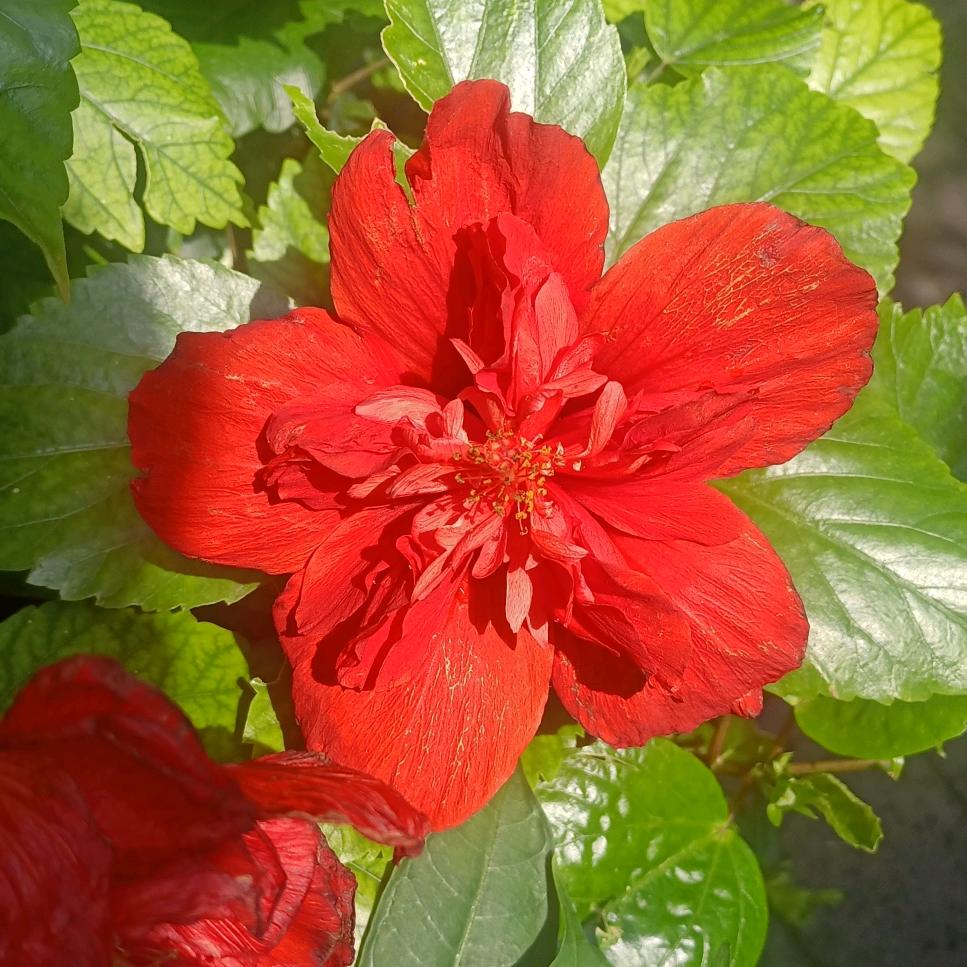 五台大盆熟肉（西曲店）