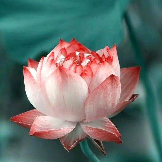初七☯芹姐