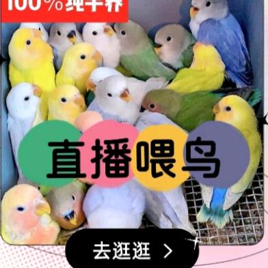 天津手养鹦鹉🦜