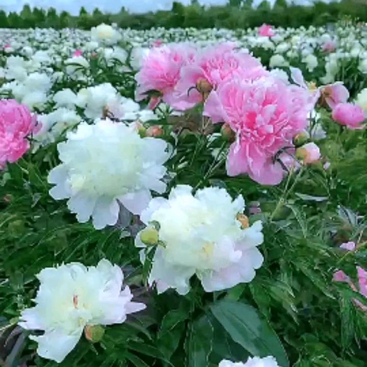 喜欢你头像