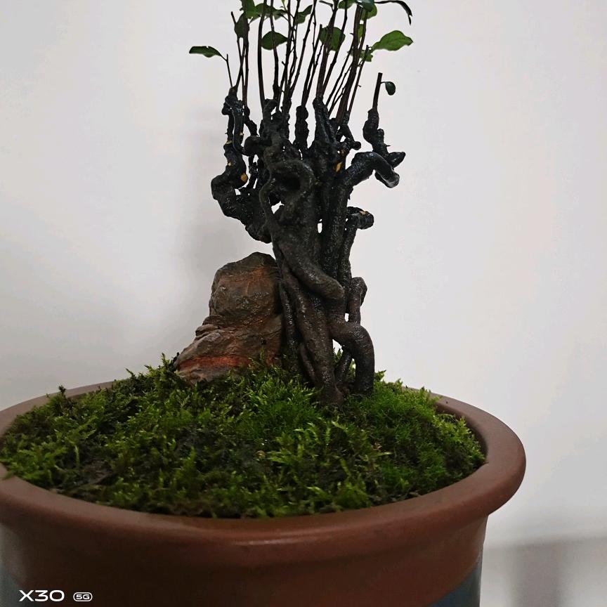 瞎扯金弹子