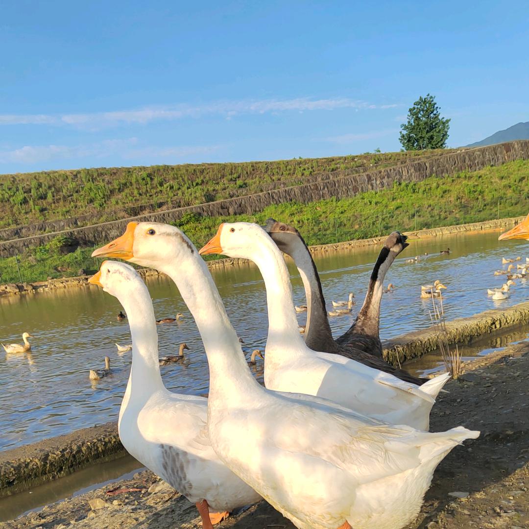 上虞九斤姑娘土超市