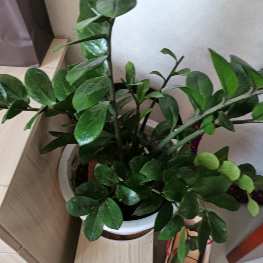 (一生有李(∩_∩)🍎🍎🍎