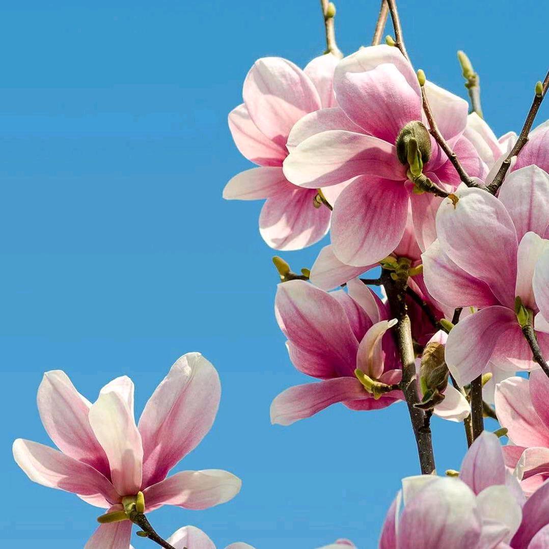 花好月圆🌸