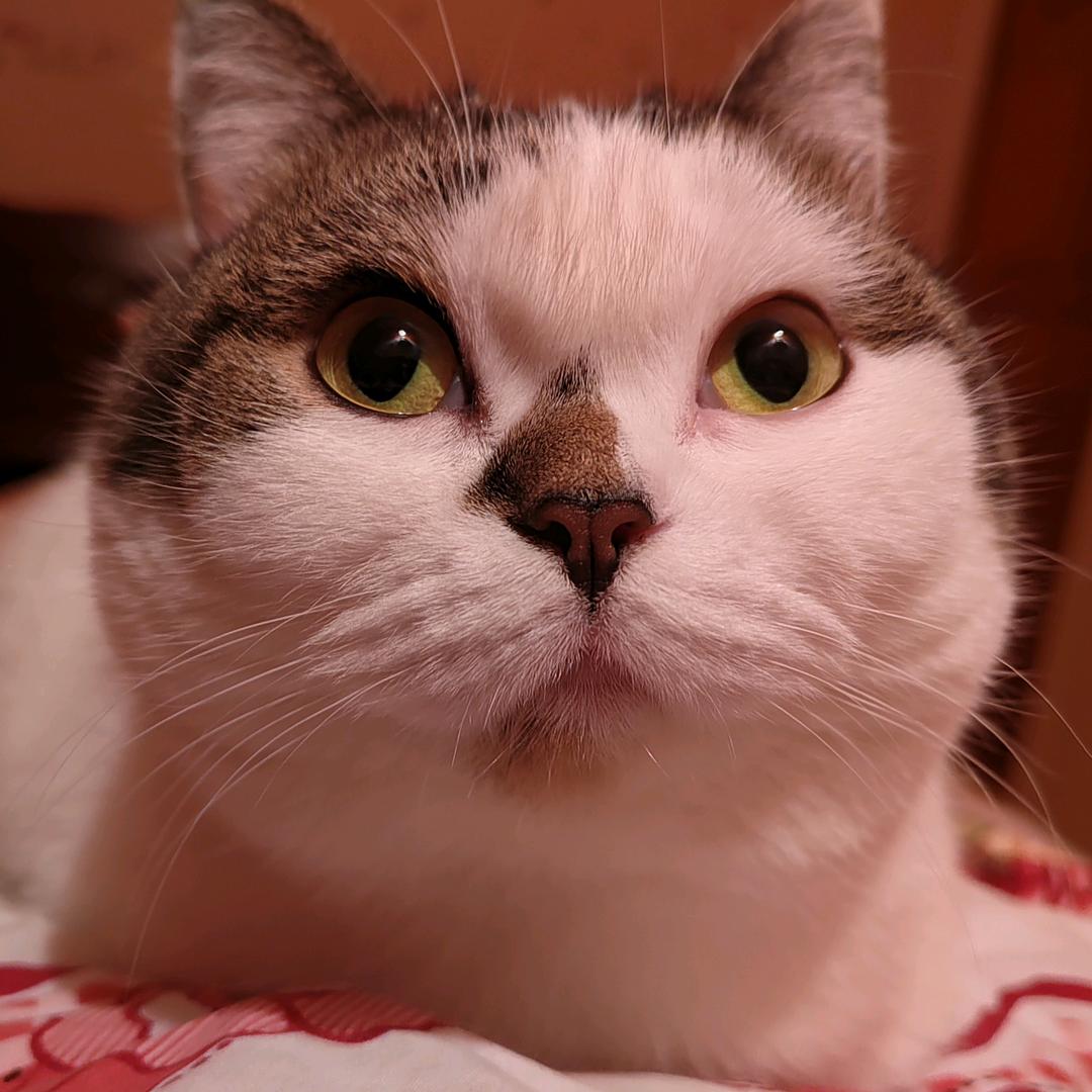 十一胖fufu