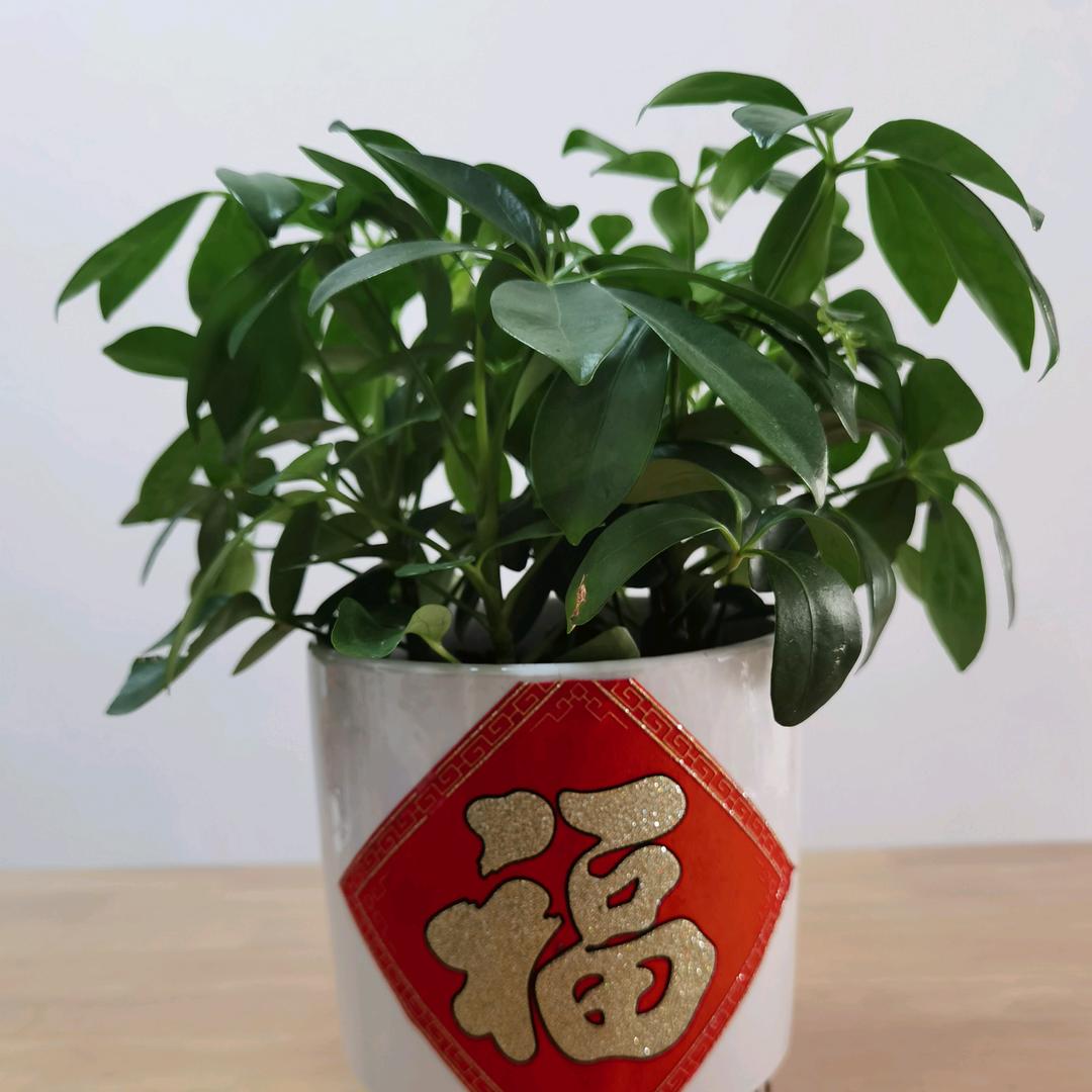 🌸天马行空🌹