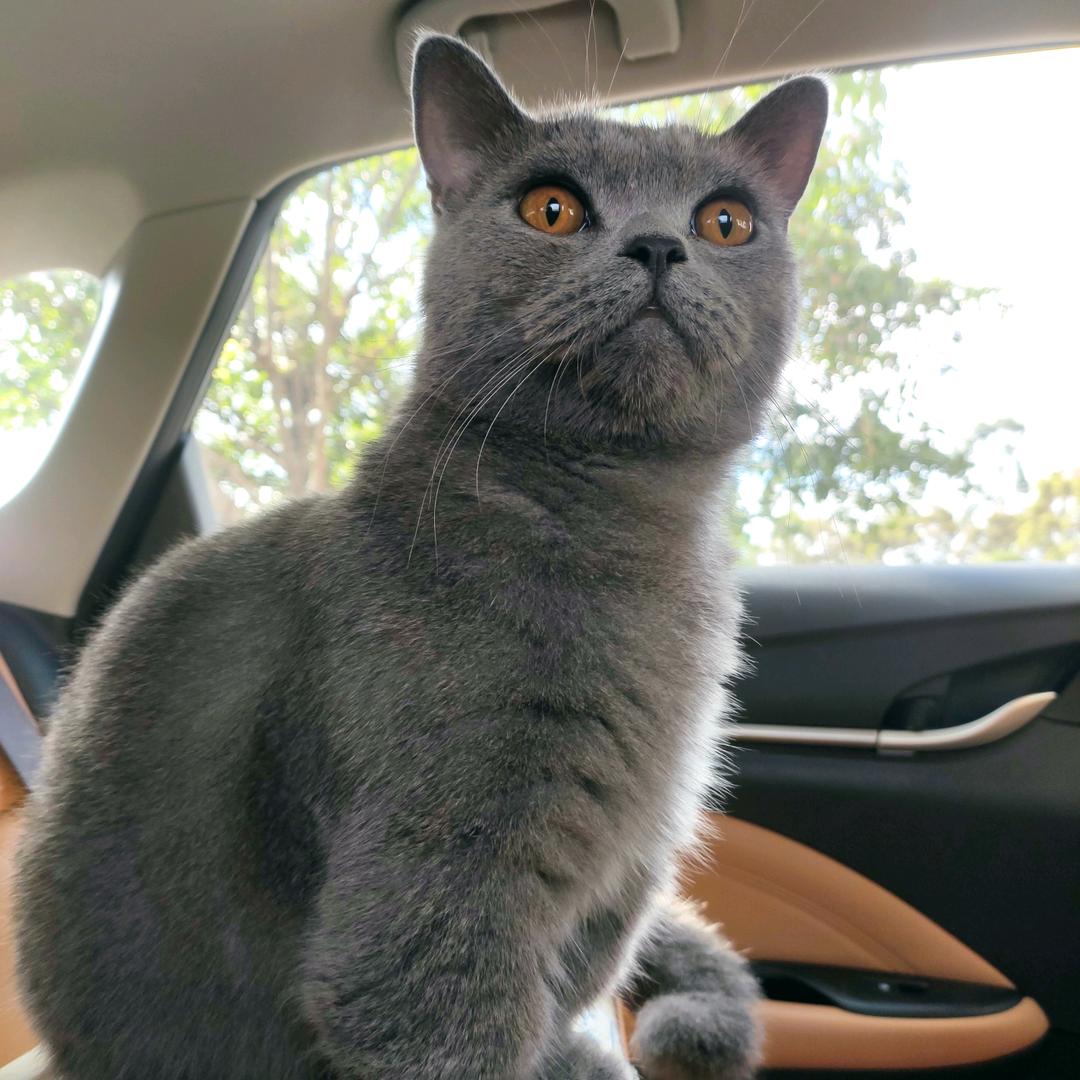 招财&猫眼o>_<o
