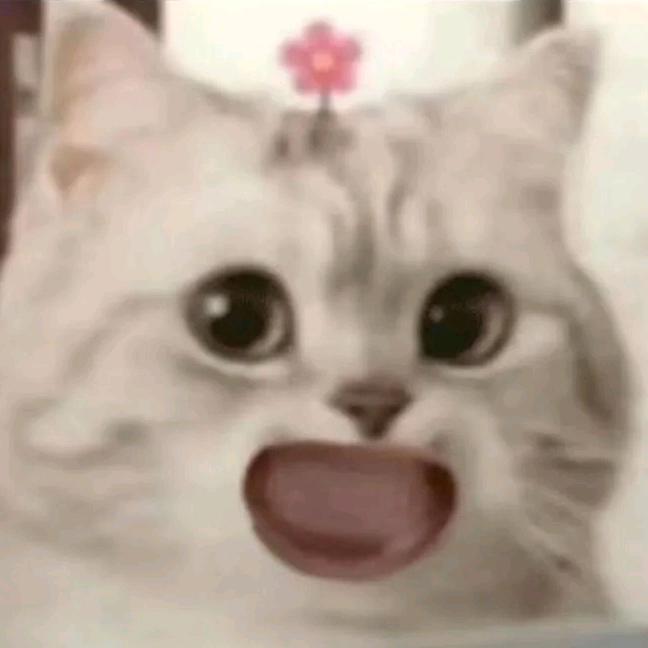 吾乃天之饺子🥟