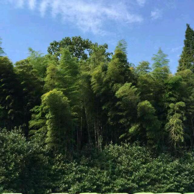 初波（互关）