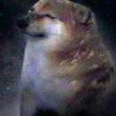 Rember.🇵🇸（不定时直播）