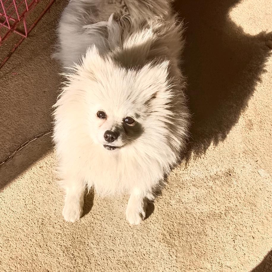 需要边牧宝宝的，请联系。