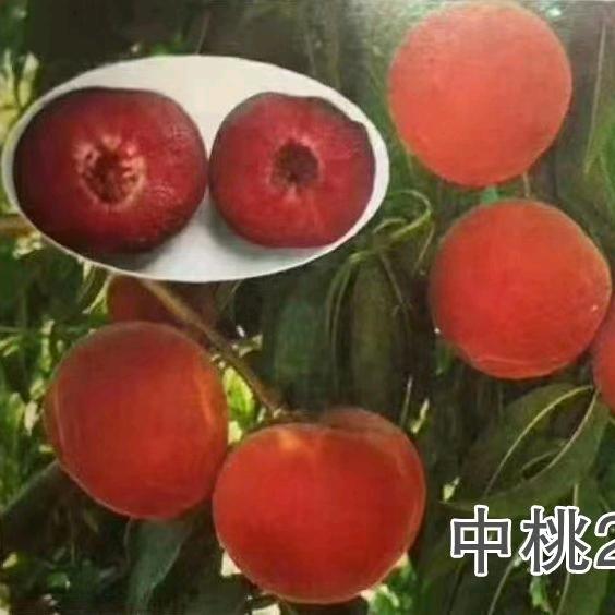 果农陈义新