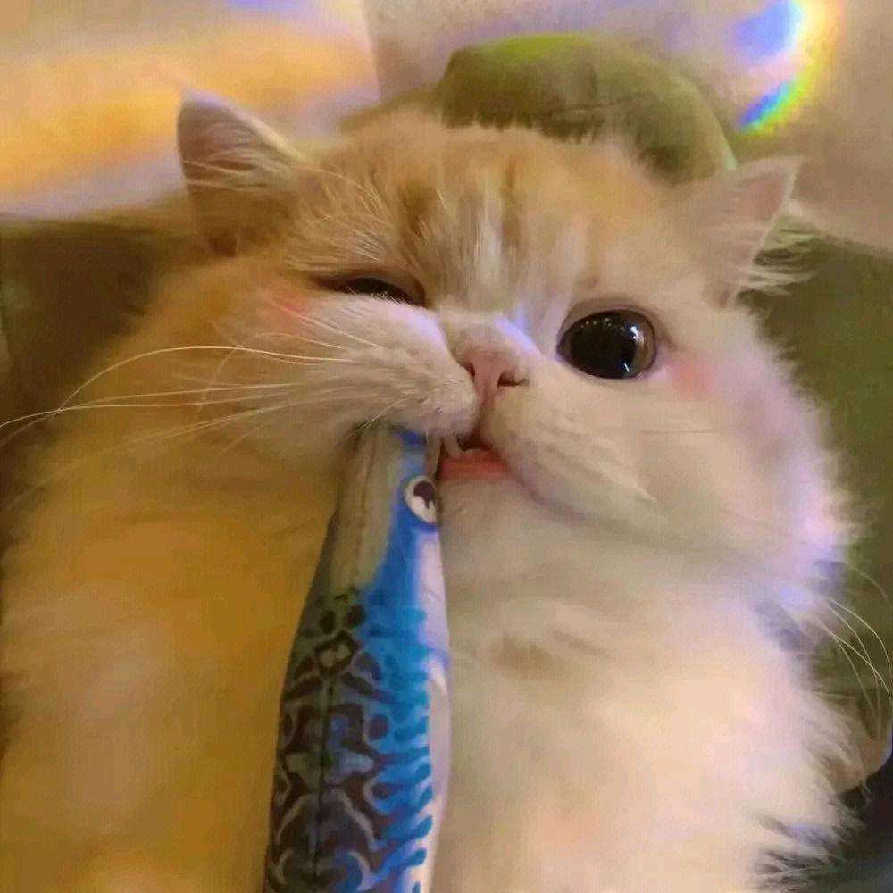 宠物百货