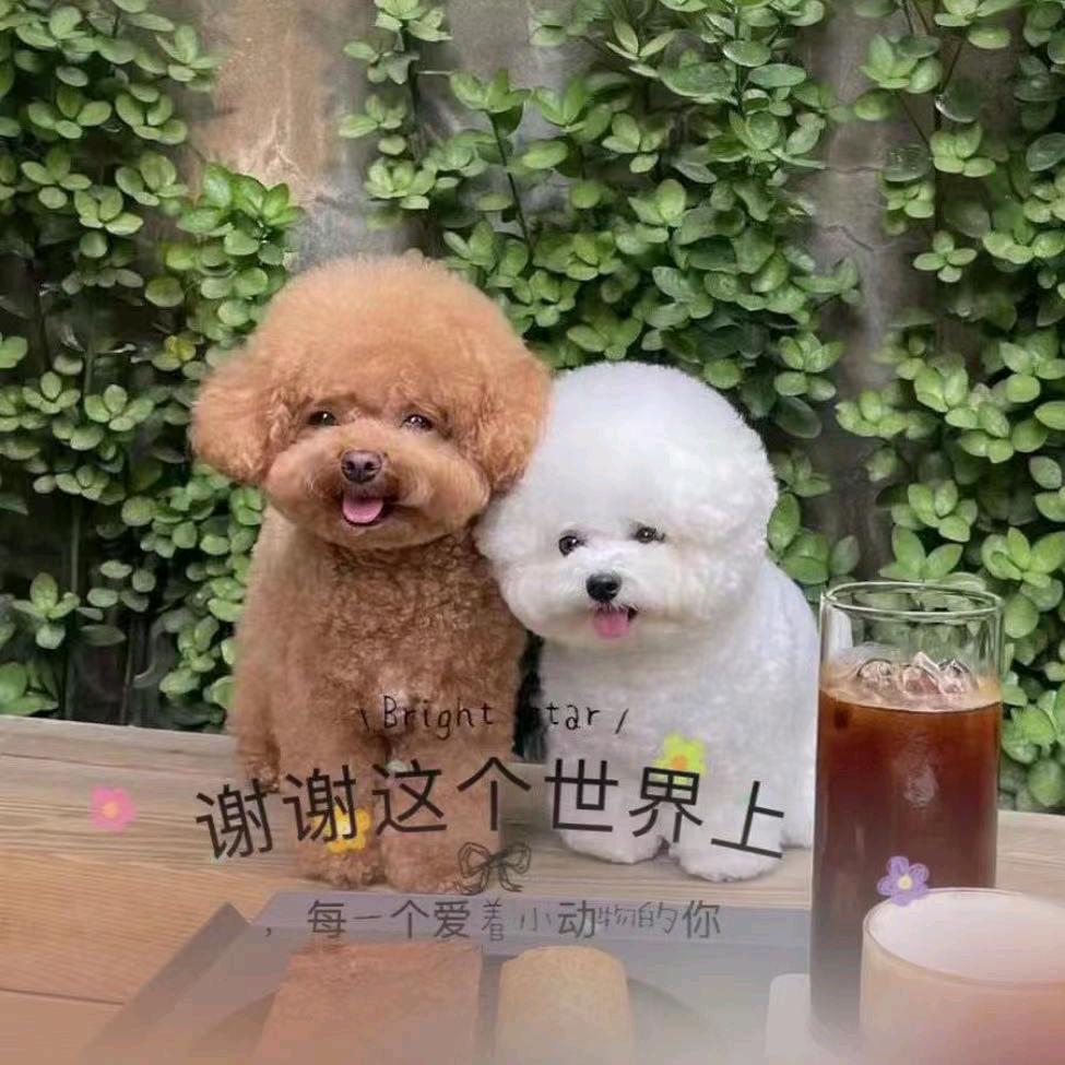 陈果家的萌宠店