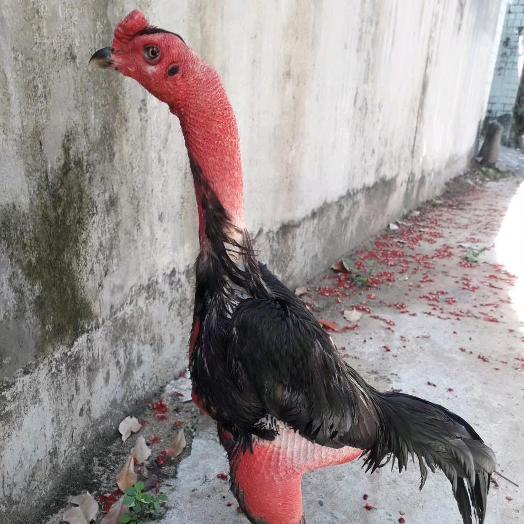 伊犁斗鸡