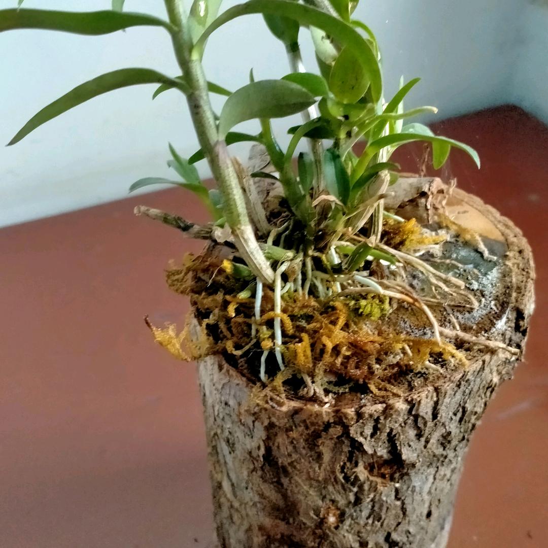 莲花生日快乐光光