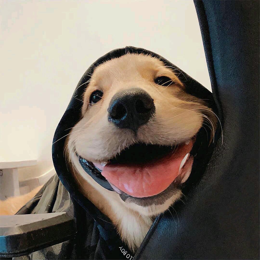 啊豪