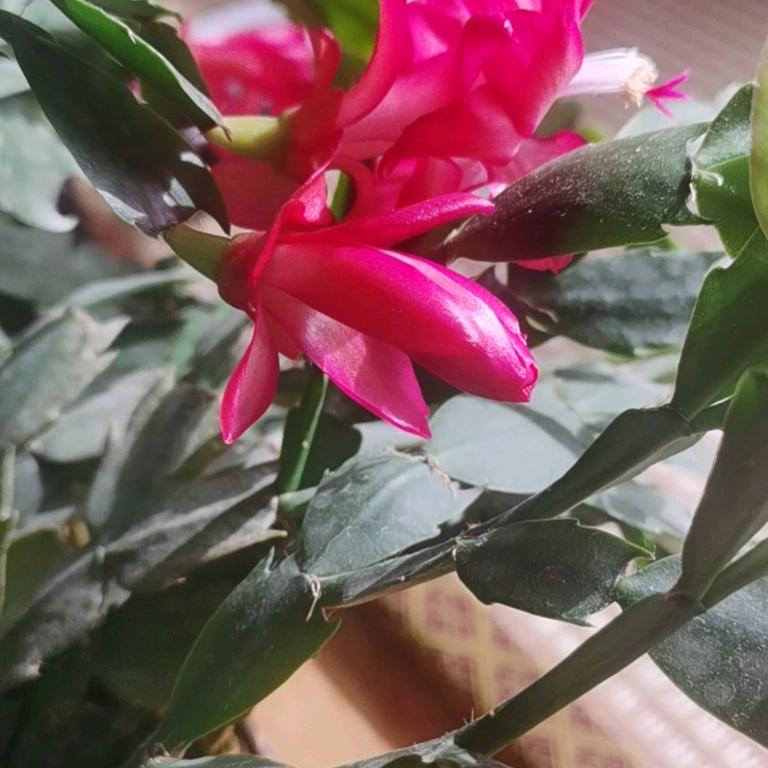 沧海一粟chys