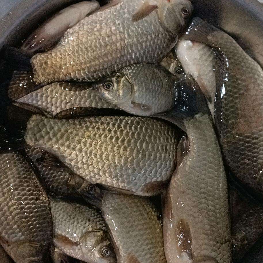 海里的小鱼