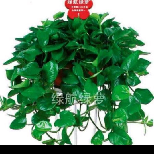 成武花卉(专业清洗地暖)99一户