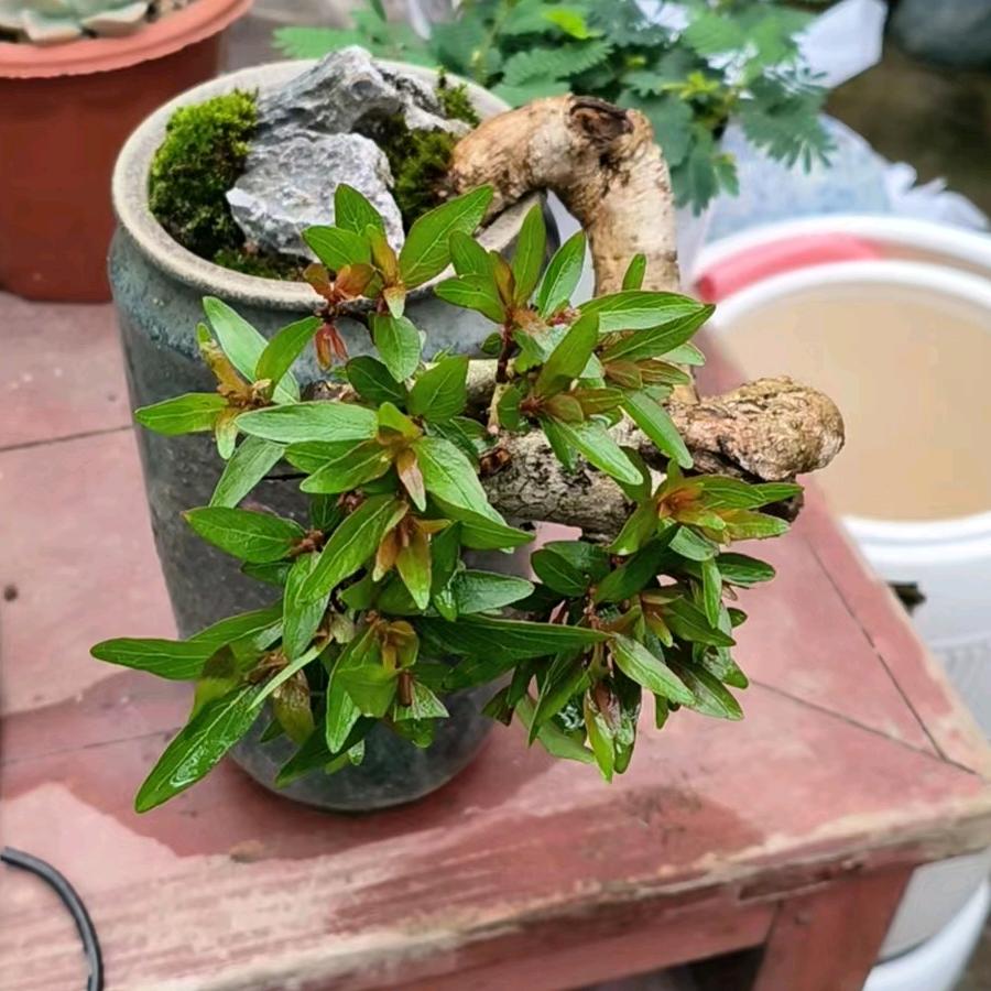 绿植 小胖