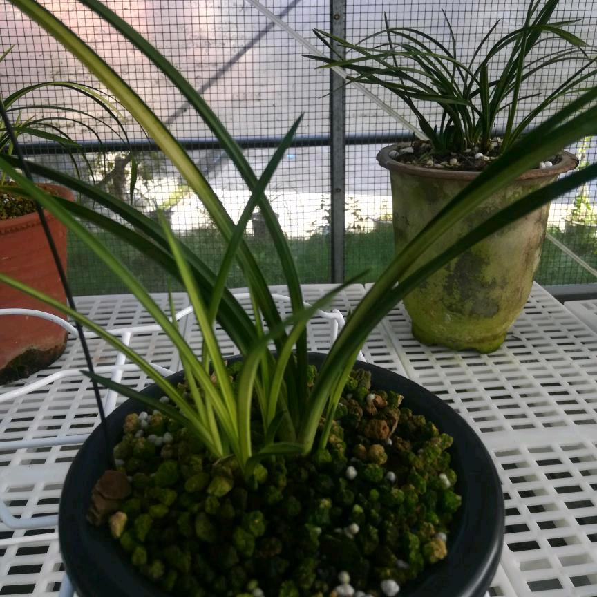 UU草（郭）