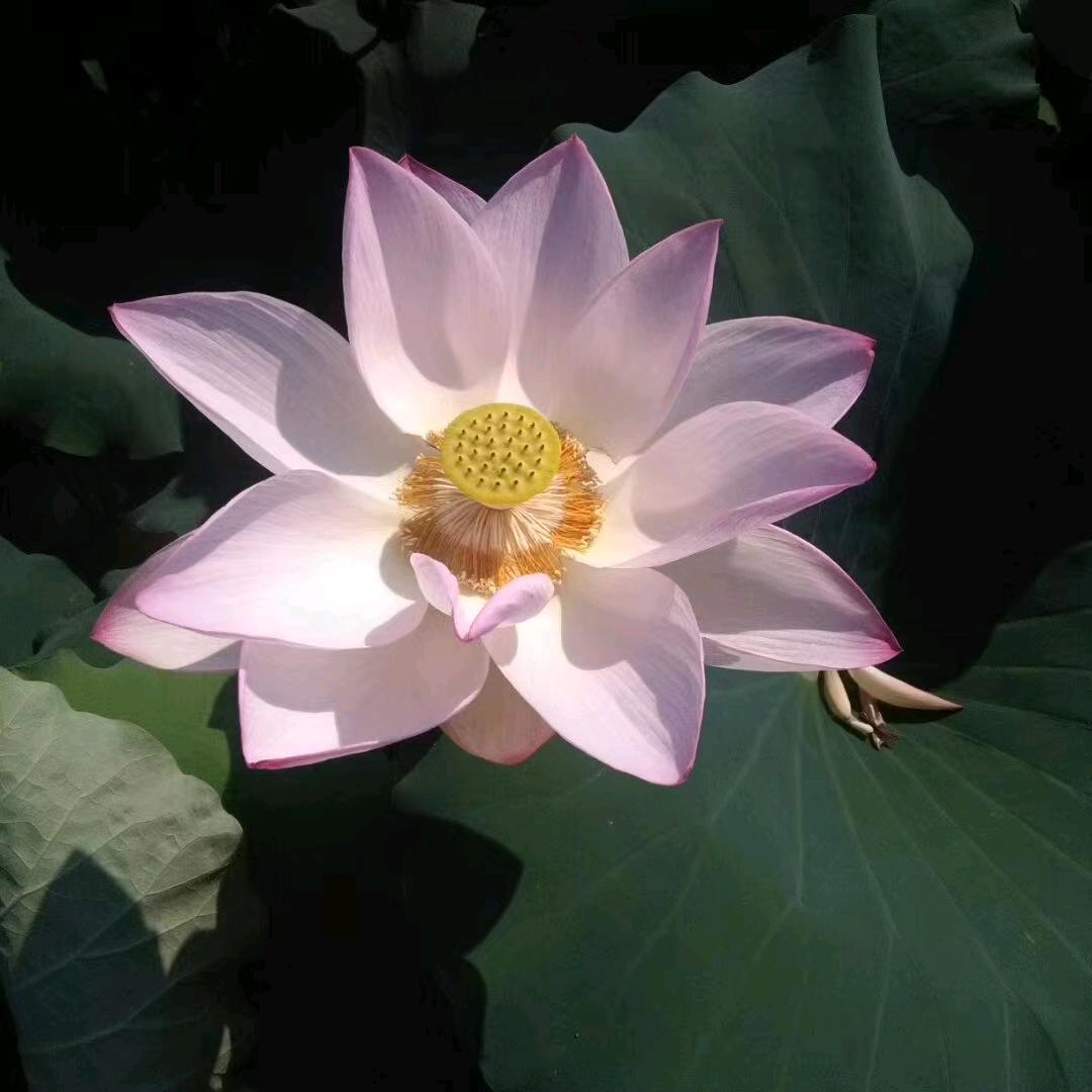 刘哥
