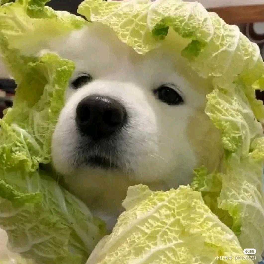 快乐的🍔