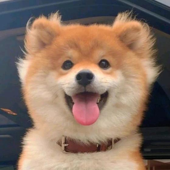 卢卿卿