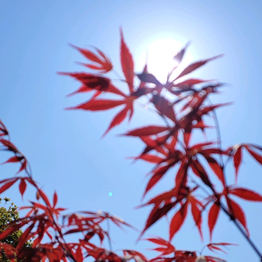 红叶