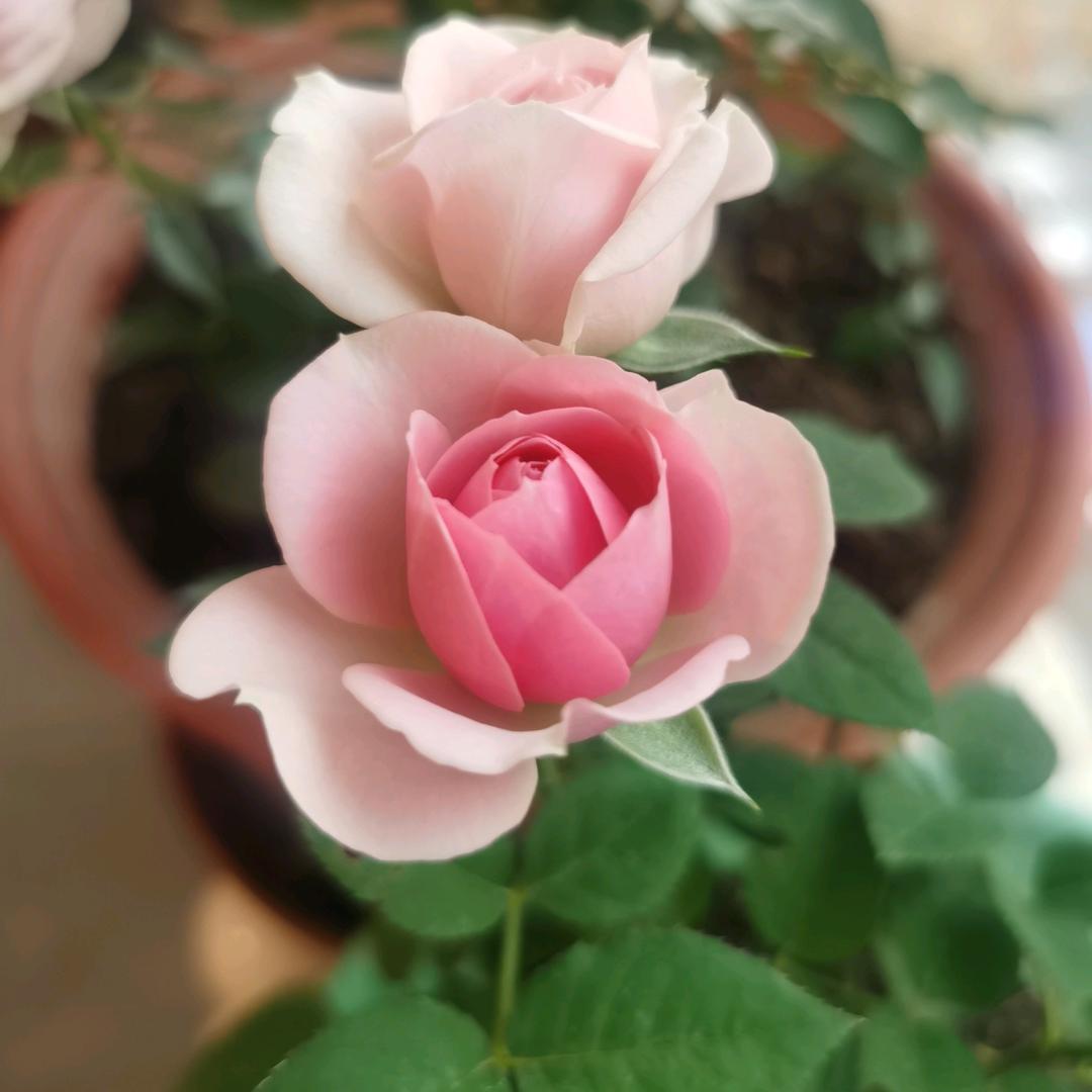 敏敏