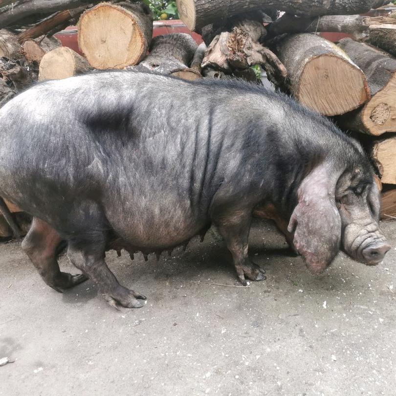 统溪河小张