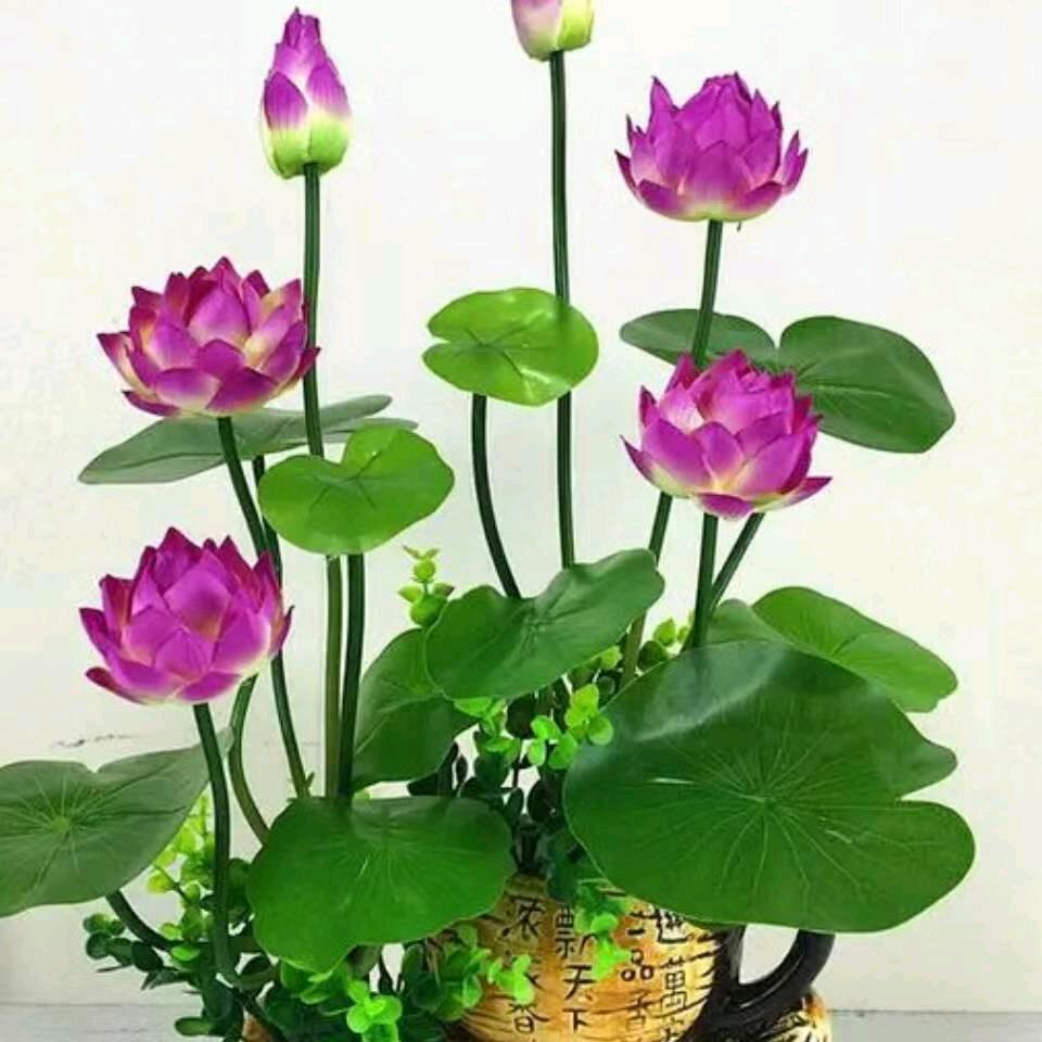 凊清