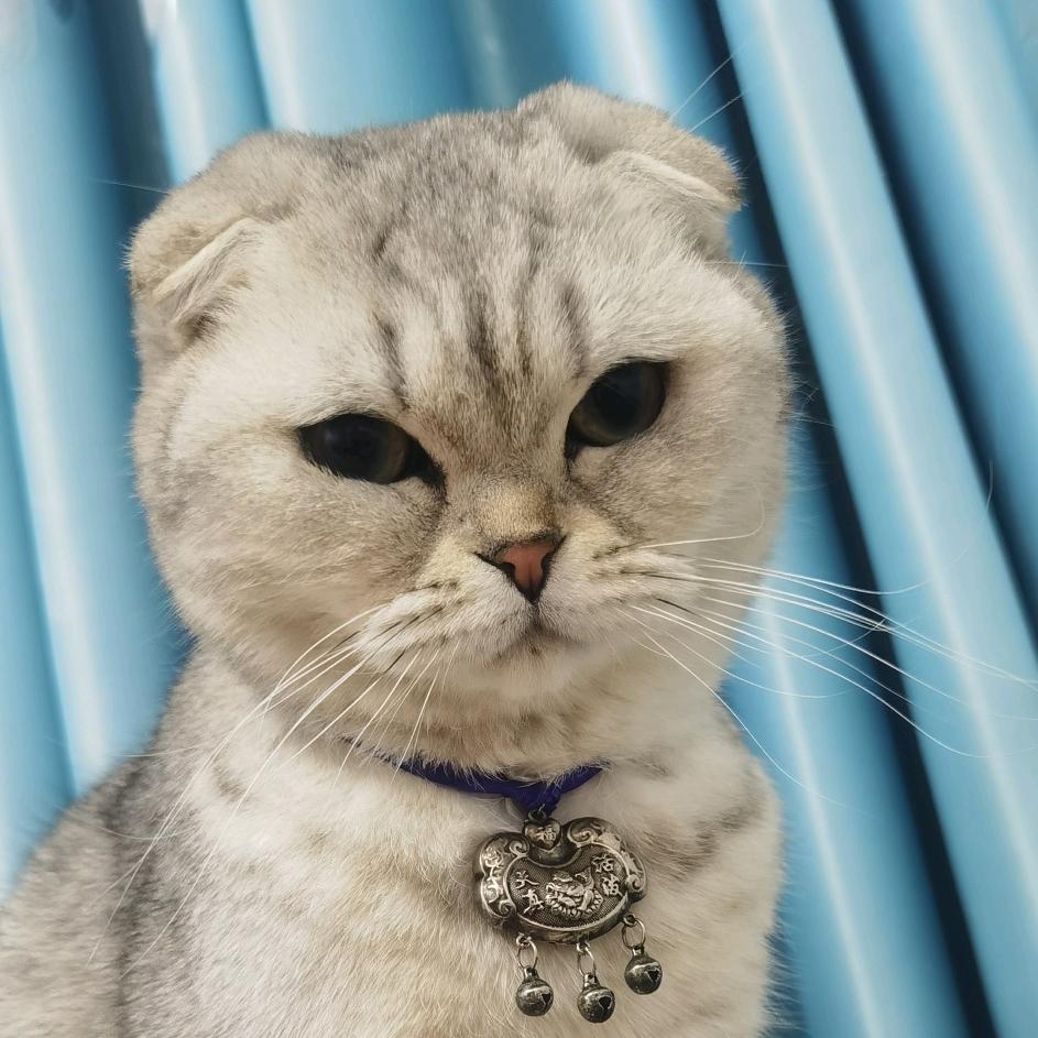 🍀.梦.🍀٩(๑^o^๑)۶