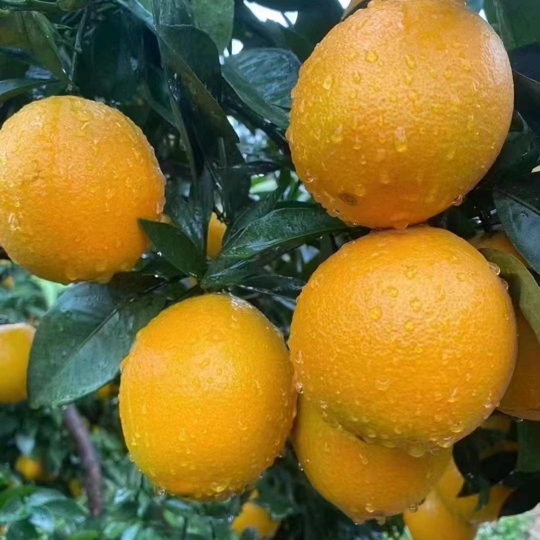 谢姐严选