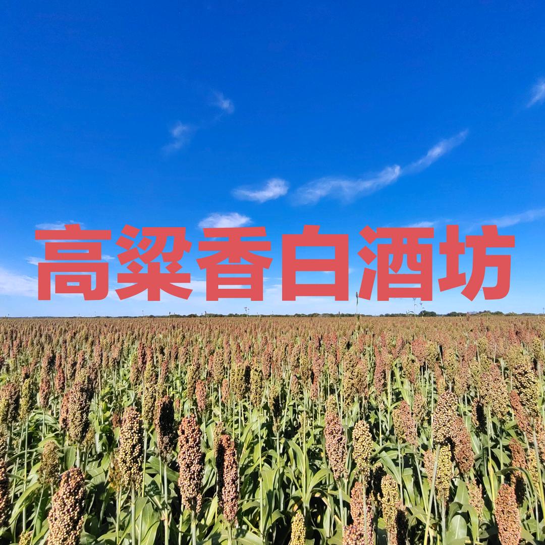 高粱醇香岁月酝酿