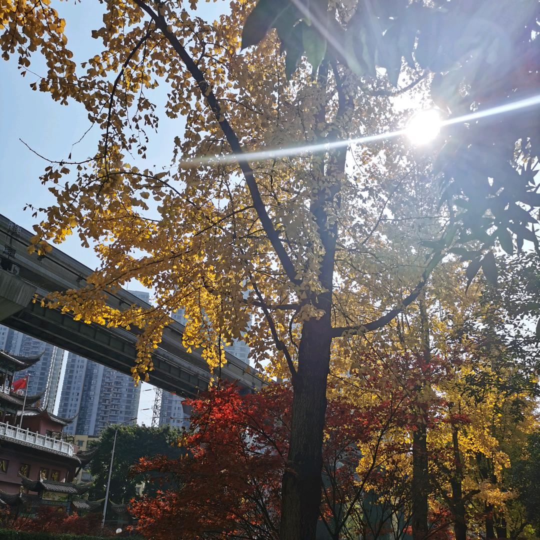 高文