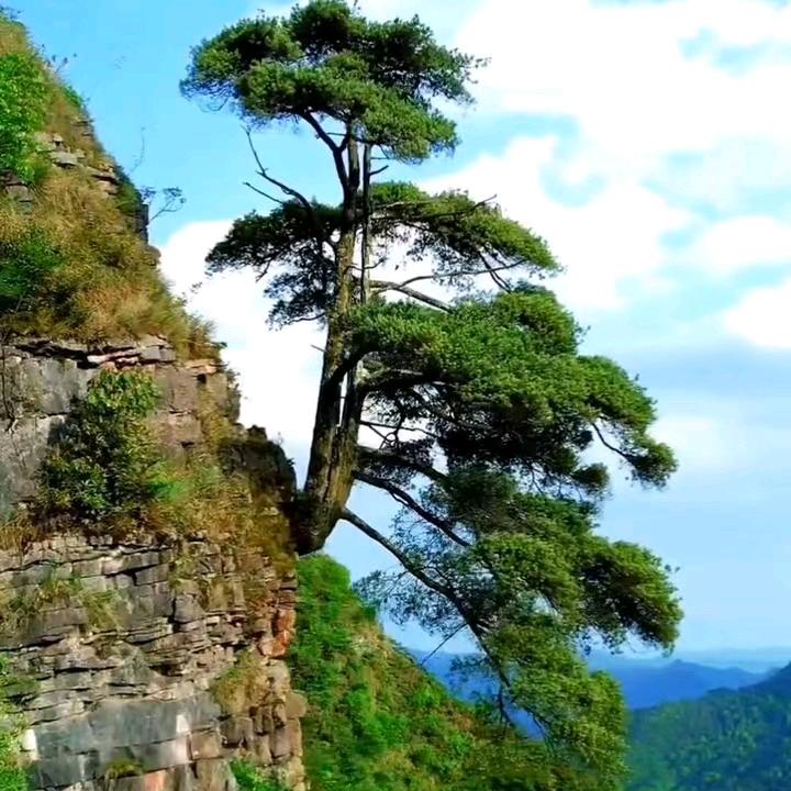 福三依