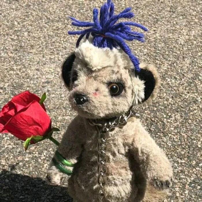 香格里拉小香猪