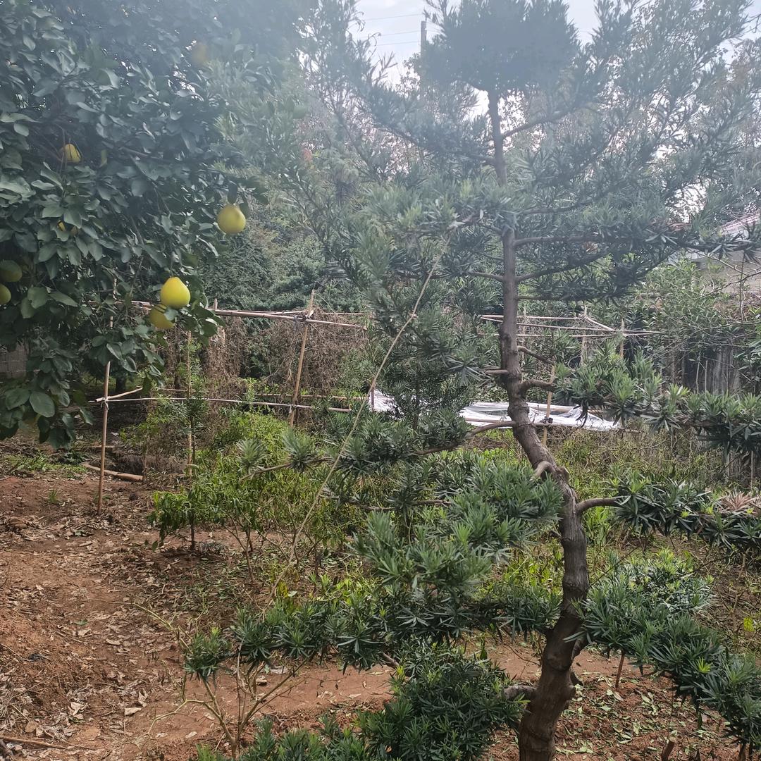 建明优选